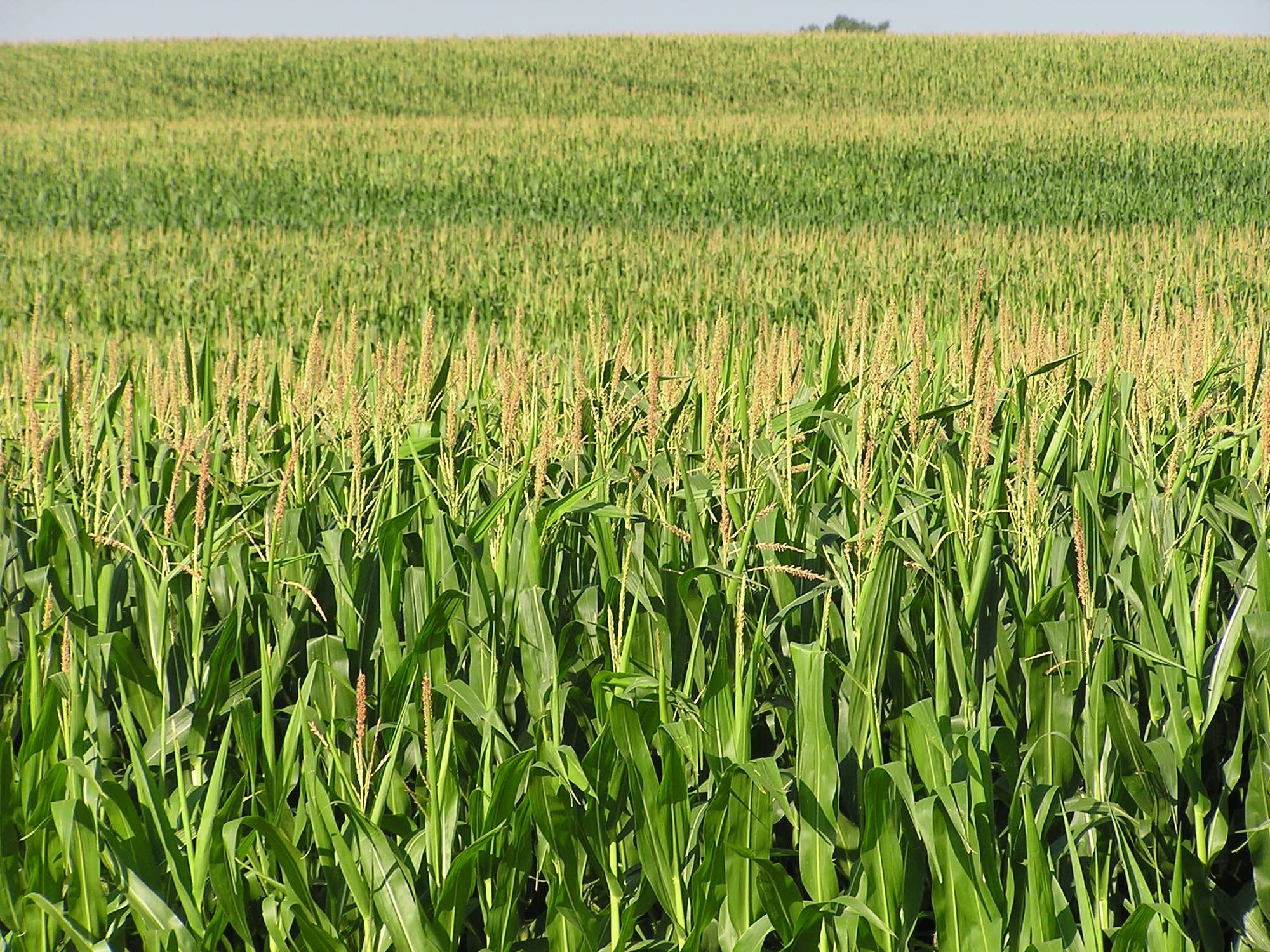 fields of corn